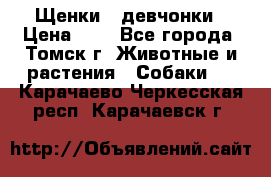 Щенки - девчонки › Цена ­ 2 - Все города, Томск г. Животные и растения » Собаки   . Карачаево-Черкесская респ.,Карачаевск г.